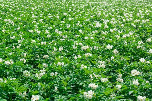 Texture of a potato field, Russia, summer, blooming field