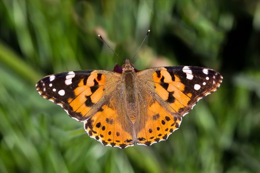 Close-up of a Painted Lady (Vanessa cardui) Butterfly