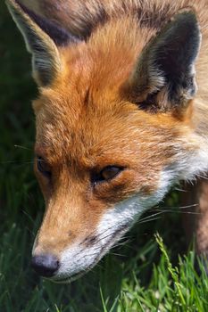 Close-up of a Red Fox (Vulpes vulpes)