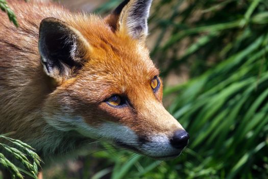 Close-up of a Red Fox (Vulpes vulpes)