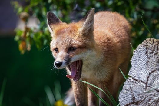 Fox Cub