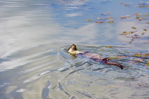 Eurasian Otter (Lutra lutra) Doing the Backstroke