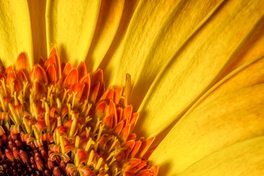 Golden Gerbera