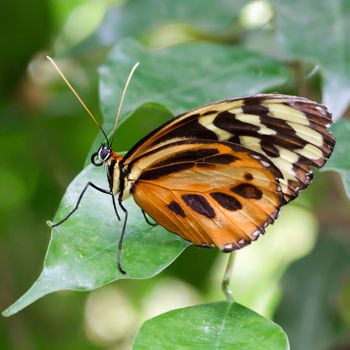 Large Tiger Butterfly (Lycorea cleobaea)