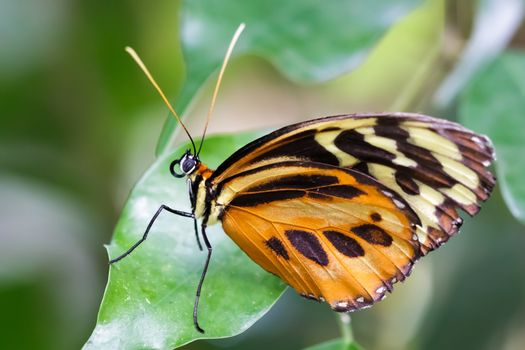 Large Tiger Butterfly (Lycorea cleobaea)