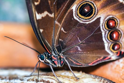 Blue Morpho Butterfly ( Morpho peleides) Feeding on Rotting Fruit