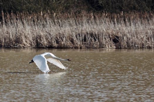 Mute Swan (Cygnus olor) Taking Off