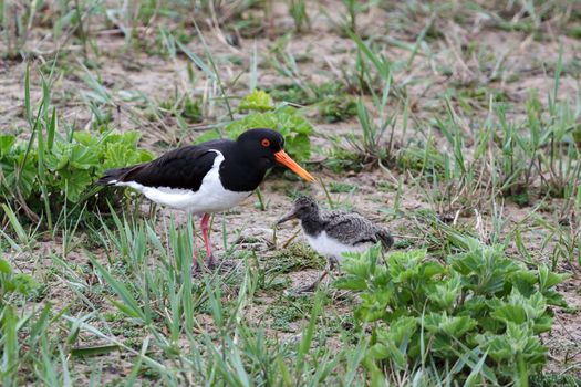 Oystercatcher (Haematopus ostralegus) with Chick