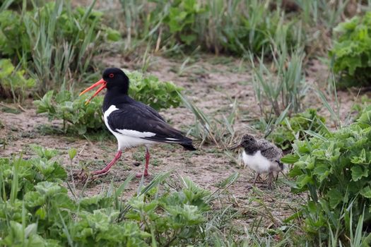 Oystercatcher (Haematopus ostralegus) with Chick