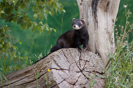 Polecat Coloured Ferret