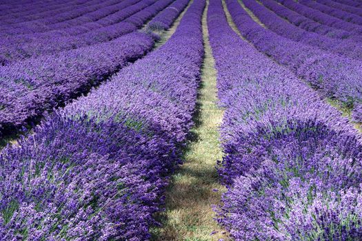 Lavender Field in Banstead Surrey