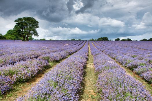 Lavender Field in Banstead Surrey