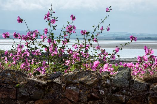 Mallow Growing behind a Stone Wall on Holy Island