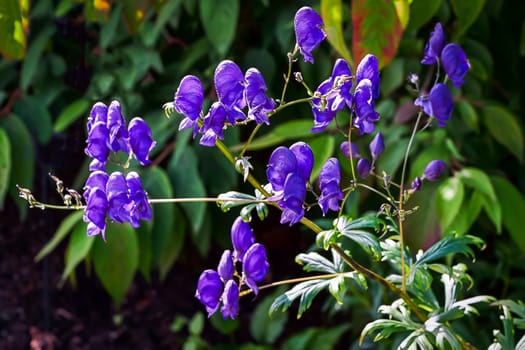 Flowers on Display at the Alnwick Gardens