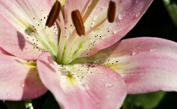 pink tiger Lily with dew drops in morning sunlight