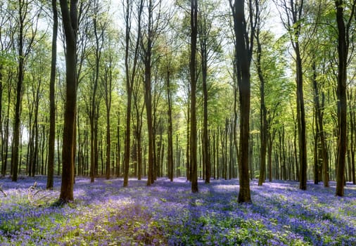 Spring Sunshine Illuminating the Bluebells