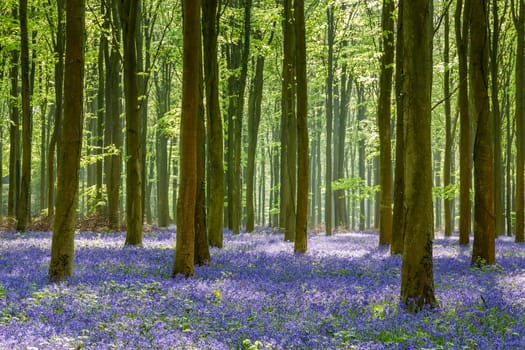 Bluebells in Wepham Wood