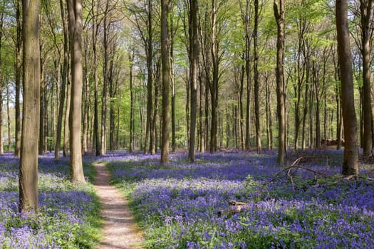 Bluebells in Wepham Wood