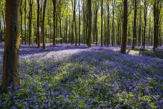 Bluebells in Wepham Woods