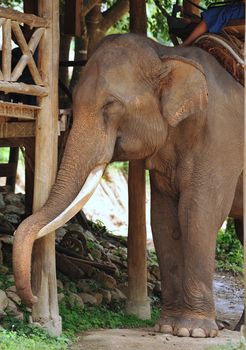 Asian Elephant 
