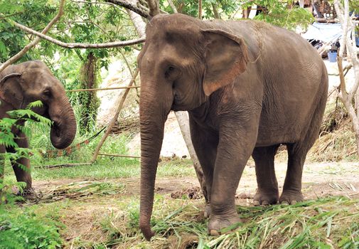 Asian Elephant 