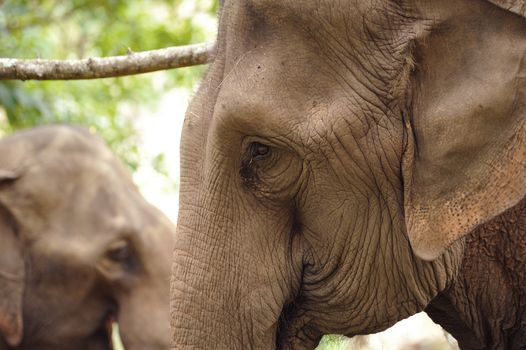 Asian Elephant head close up