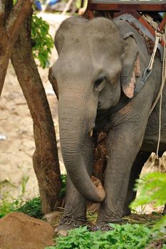 Asian Elephant