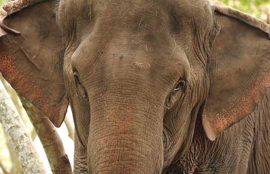 Asian Elephant head close up