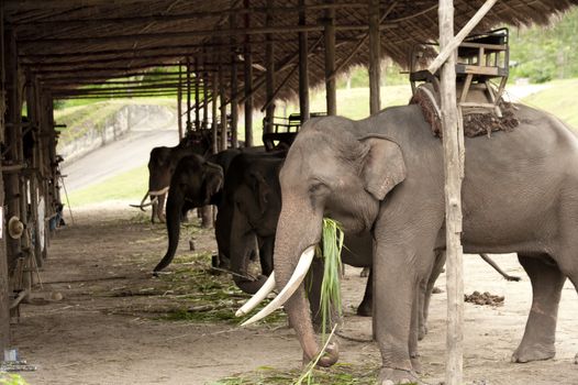 Asian Elephant