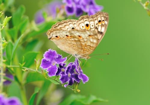  Butterfly on a flower 