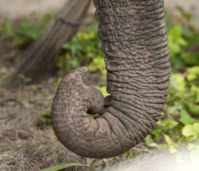 Close up of african elephant trunk