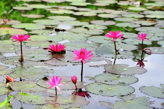 pink lotus flower blooming at summer