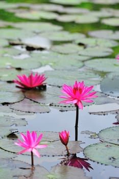 pink lotus flower blooming at summer