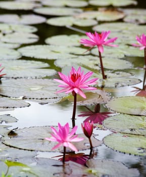 pink lotus flower blooming at summer