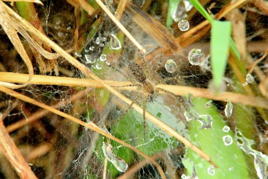 wasp spider 