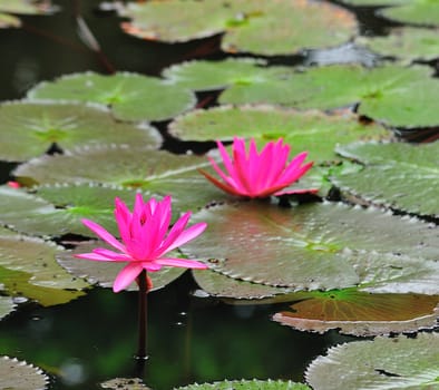 pink lotus flower blooming at summer