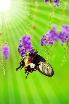 Butterfly on a flower with light reflect in morning