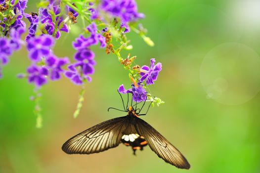 Butterfly on a flower with light reflect in morning