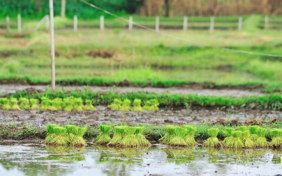 paddy rice in field