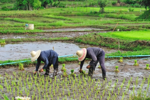 Thai farmer planting on the paddy rice farmland