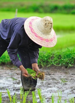 Thai farmer planting on the paddy rice farmland