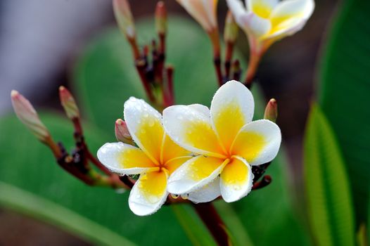 Tropical flowers frangipani (plumeria)