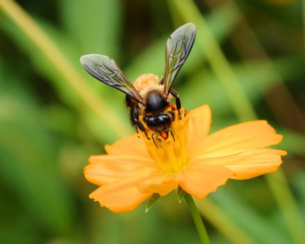 A bee busy drinking nectar from the flower