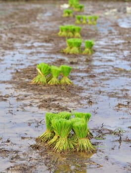 paddy rice in field