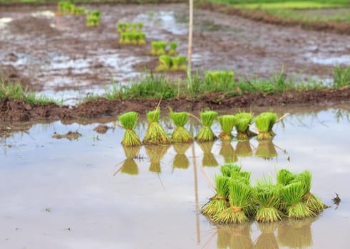 paddy rice in field