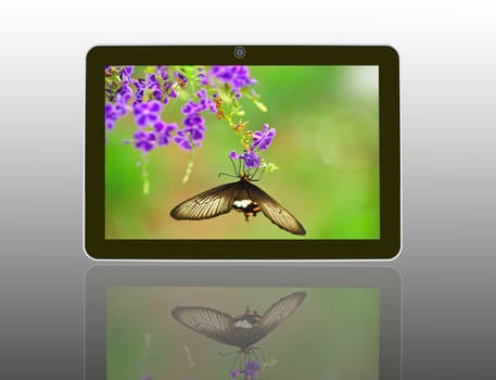 Butterfly on a flower with light reflect in morning in theTablet Computer