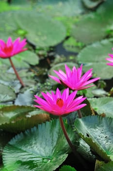 pink lotus flower blooming at summer