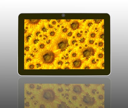 Beautiful sun flowers in theTablet Computer