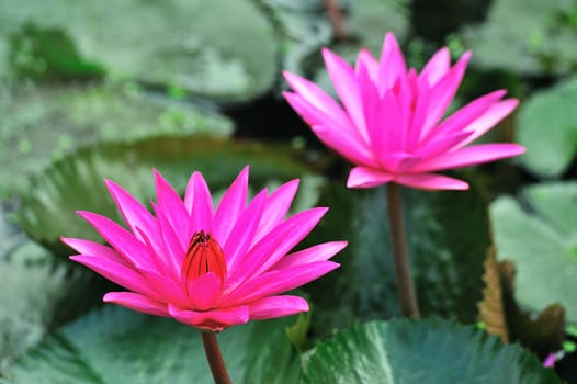 pink lotus flower blooming at summer