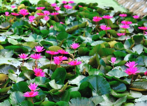 pink lotus flower blooming at summer